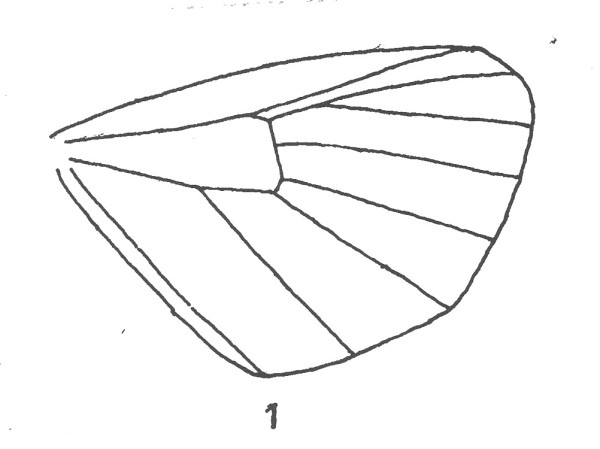 Aderstelsel achtervleugel Rhinoproa rectangulata (Geometridae).